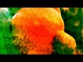 Click here to watch this video Le Premier Bonheur du Jour - Os Mutantes