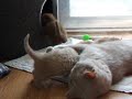 a litter of british shorthair kittens
