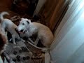 GALGO-HILFE -- LISURAS und ROSA GALGO-HILFE -- LISURAS und ROSA