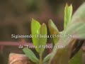 musica rinascimentale e barocca italiana. sigismondo d'india (palermo 1580-modena 1629): torna il felice zefiro