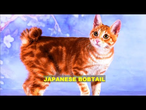INTERESTING FACTS ABOUT JAPANESE BOBTAIL