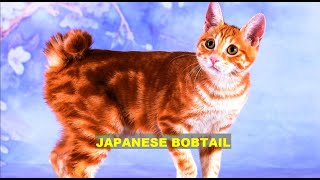INTERESTING FACTS ABOUT JAPANESE BOBTAIL