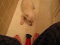 a westie and a blowdryer