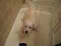 a westie and a blowdryer