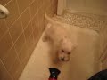 a westie and a blowdryer
