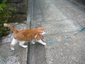 猫のお散歩中,わんちゃん遭遇!(cat walk,Encounter a dog!)