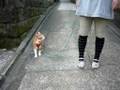猫のお散歩中,わんちゃん遭遇!(cat walk,Encounter a dog!)