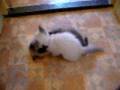 Kittens Lindy 10 weken oud BOEFJES! opname 2 dec. 2008