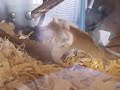 Sadie munching on a paper towel roll