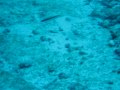 Manta Rays At Donkhalo Thila Maldives