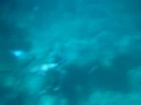 Scandola
