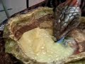 blue tongue skink jake eating