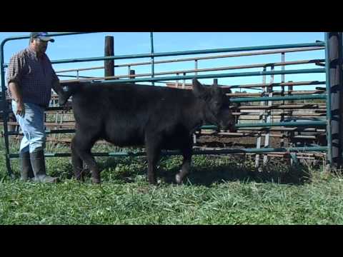 BODaciousX - Call Cory Black 641-777-4775 for more info.