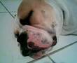 Whitey Continental Bulldog