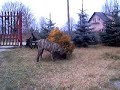 Dogo Canario(Presa Canario)Medok Polska www.medok.republika.
