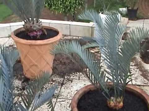 how to harvest cycad pups
