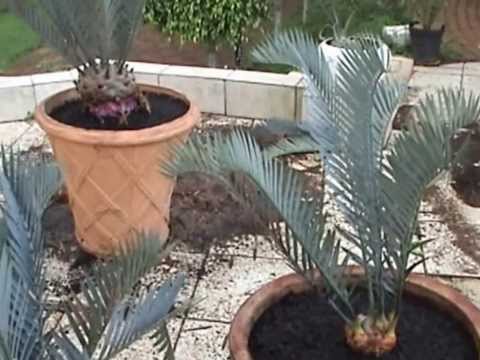 how to transplant cycas revoluta