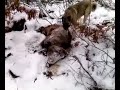 Sivasta köpeklerle domuz avı