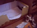 Charlie + kittens: beetje warm
