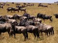 Wildebeest Wildebeest