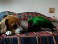 Parrot eclectus and beagle Wilson