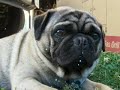 My Dog getty