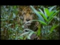 Amazon Sport Fishing DVD Parte 6