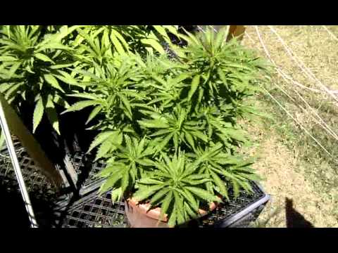 how to grow gdp outdoor