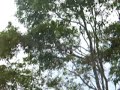 Kookaburra Singing in our Gum Tree Kookaburra Singing in our Gum Tree