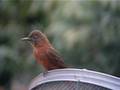 Birro adulto na antena