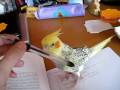 videos de Inara on the desk - borrowing my pen (3 of 3)