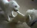 Mike & Gidget - Sept 8, 2008