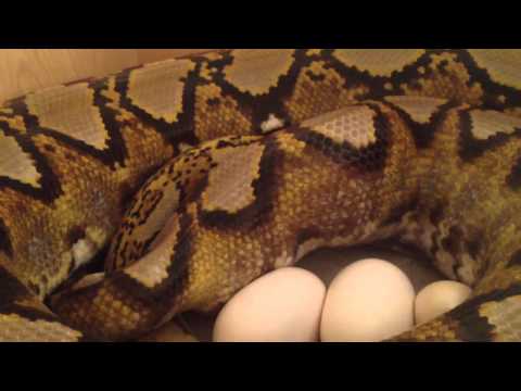 YouTube reptile video