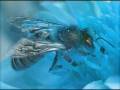 videos de Flight Of the Bummblebee: Percussion