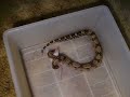 columbian red tail boa eating columbian red tail boa eating