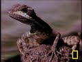 Jesus Christ Lizard