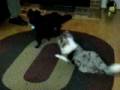 videos de Dogbook Movie: Cleo and her Mama!