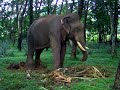 E4ELEPHANT 13