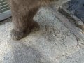 Hemingway Cats