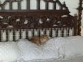Hemingway Cats