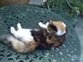 Hemingway Cats