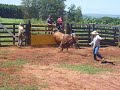 treino cia de rodeio 3c  arapongas pr