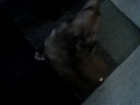 Hungry Heidi