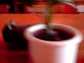 videos de V020109 14 15