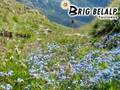Alpenflora (brig-belalp.ch)