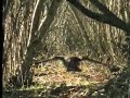 Amazing nature photography of the British sparrowhawk bird - David Attenborough  - BBC wildlife