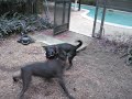 blix vs krugie