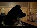 Dog Suddenly Thinks He’s A Wolf While Watching A Documentary About Wolves