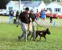 These Dogs Will Rock You