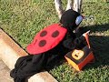 Lady Bug Walking Lady Bug Walking